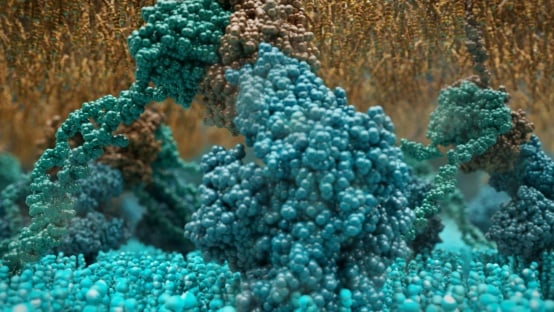 Killer T-cell receptors (teal) binding to an abnormal cell (brown).